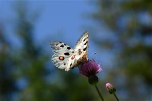 Jasoň červenooký (Parnassius apollo L.)