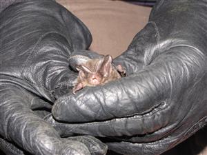 Barbastella barbastellus