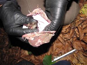 Myotis mystacinus/alcathoe