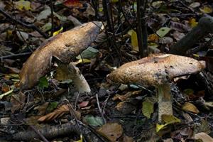 Agaricus augustus