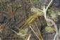 Triturus montandoni