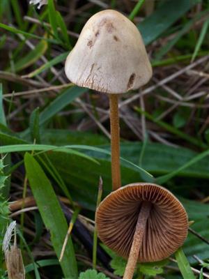 Conocybe semiglobata