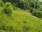 Platanthera sp.