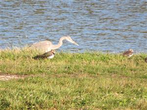 hrádza rybníka na Požehoch