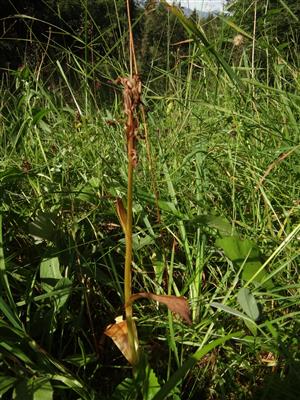 Dactrylorhiza majalis