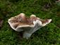 Russula acrifolia