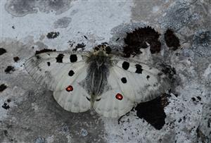 Jasoň červenooký (Parnassius apollo)