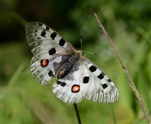 Jasoň červenooký (Parnassius apollo)