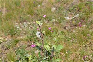 Jasoň červenooký (Parnassius apollo)