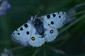 Jasoň červenooký (Parnassius apollo)