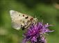 Jasoň červenooký (Parnassius apollo)