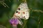 Jasoň červenooký (Parnassius apollo)