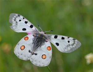 Jasoň červenooký (Parnassius apollo)