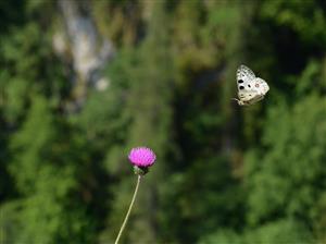 Jasoň červenooký (Parnassius apollo)