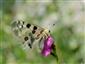 Jasoň červenooký (Parnassius apollo)