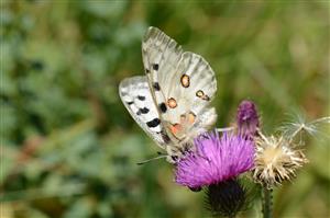 Jasoň červenooký (Parnassius apollo)