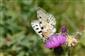 Jasoň červenooký (Parnassius apollo)