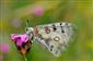 Jasoň červenooký (Parnassius apollo)