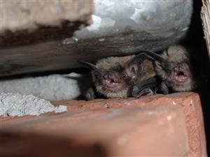 Myotis mystacinus/brandtii/alcathoe
