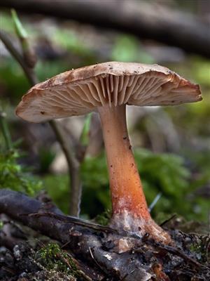 Gymnopus vernus
