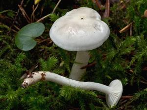 Hygrophorus agathosmus