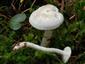 Hygrophorus agathosmus