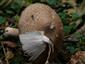 Agaricus sylvaticus