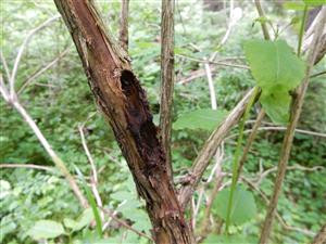 larválne komôrky P. excelens