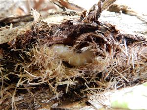 larva P. excellens