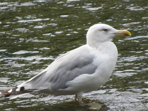 Larus argentatus