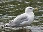Larus argentatus