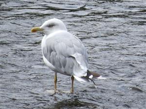 Larus argentatus