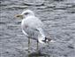 Larus argentatus