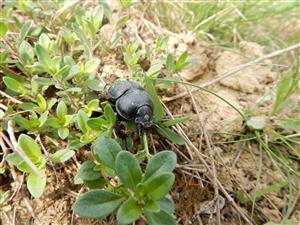 Lethrus apterus