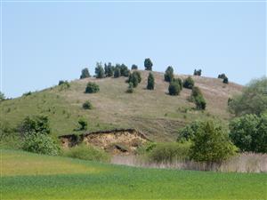 Biotop so Semanotus russicus