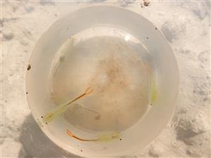 Branchipus schaefferi