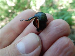 Lucanus cervus, pozostatky samice