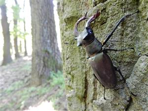 Lucanus cervus, samec