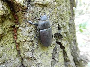 Lucanus cervus, samica