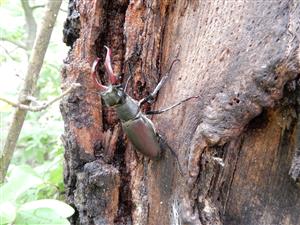 Lucanus cervus, samec