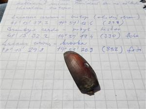 Lucanus cervus, pozostatky samca