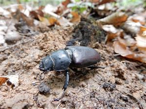 Lucanus cervus, pozostatky samice