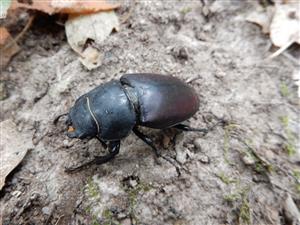 Lucanus cervus, pozostatky samice