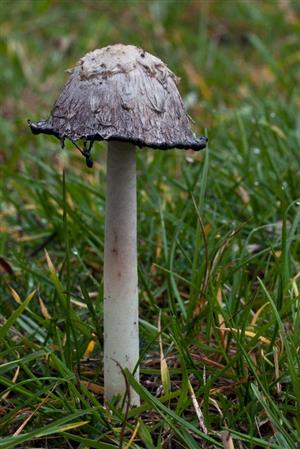 Coprinus comatus