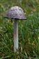 Coprinus comatus