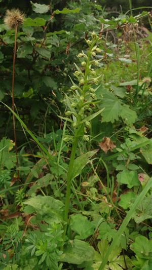 Coeloglossum