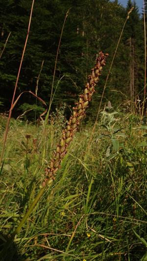 G. densiflora