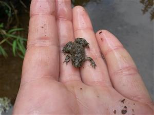 Bombina variegata