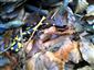 Foto Salamandra 