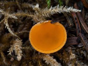 Spooneromyces helveticus